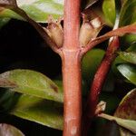 Ludwigia palustris
