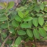 Phyllanthus reticulatus Blatt