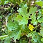 Ranunculus muricatus Blad