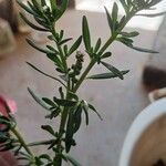 Heliotropium curassavicum ᱥᱟᱠᱟᱢ