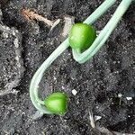 Galanthus elwesii Mbuma