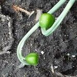 Galanthus elwesii Owoc