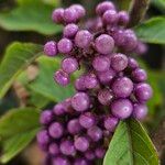 Callicarpa bodinieri 果實