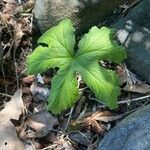 Hydrastis canadensis Leaf