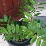 Zamioculcas zamiifoliaFolha