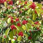 Ilex rotunda Fruit