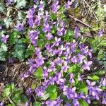 Viola odorata Flower