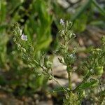 Veronica anagallis-aquatica Flower