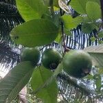 Psidium guajava Fruit