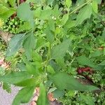 Chenopodium ficifolium Lehti