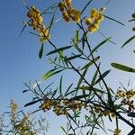 Acacia confusa 葉