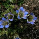 Gentiana depressa Habitat