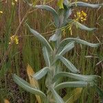 Isatis tinctoria Levél