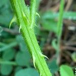 Rubus canescens 樹皮
