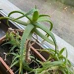 Aloe arborescensFlor