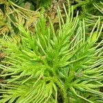 Selaginella pallescens Агульны выгляд