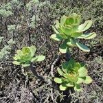 Aeonium lancerottense Habitus