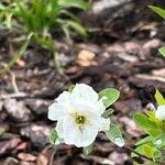 Exochorda racemosa Květ