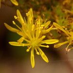 Petrosedum rupestre Blomst