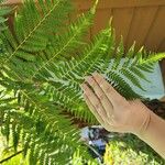 Dicksonia antarctica 葉