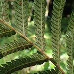 Thelypteris unita Fruit