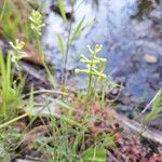 Platanthera clavellata