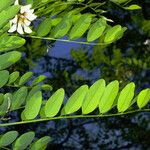 Robinia pseudoacacia Φύλλο