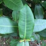 Ixora javanica Folha