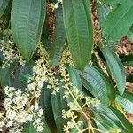 Miconia laevigata Foglia