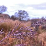 Festuca asplundii 花