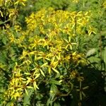 Senecio ovatusFlower