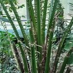 Elaeis guineensis Blad