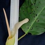 Philodendron inaequilaterum Прочее