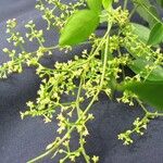 Tassadia obovata その他の提案