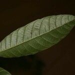 Pseudolmedia laevis Leaf