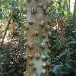 Zanthoxylum caribaeum Bark