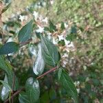 Abelia x grandiflora Folha