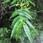 Azara lanceolata Blatt