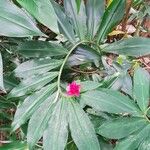 Costus comosus Flower