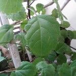 Plectranthus parviflorus Leaf