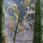 Sansevieria hyacinthoides Kukka