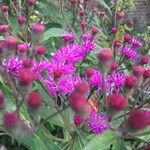 Vernonia gigantea Flower