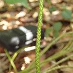 Huperzia ophioglossoides Leaf