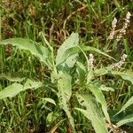 Persicaria senegalensis Leaf