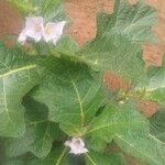 Solanum dasyphyllum Leaf