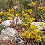 Petrosedum montanum Flower