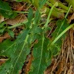 Rumex thyrsiflorus Folha