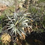 Puya meziana 整株植物