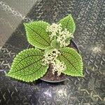 Pilea mollisFulla