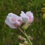 Lathyrus linifolius Kvet